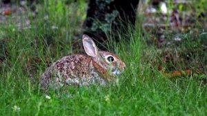 Виртуальная экскурсия в летний лес «В гостях у природы»