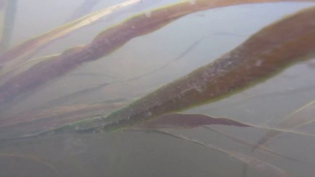 Нерест леща Синара 2019 смотреть онлайн