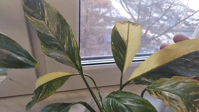 Спатифиллум Сильвер Рейн смотреть онлайн