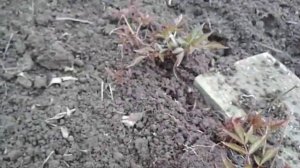 чтобы астильбы пышно цвели...