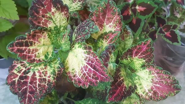 Колеусы. Обзор коллекции. Часть 1 смотреть онлайн