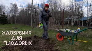 Подкормка яблонь весной. Вносим удобрения в почву.