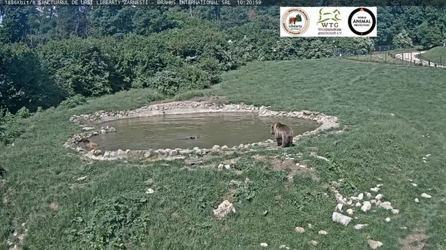 Вторая попытка найти компанию купаться закончилась неудачей#Медведи#Поляна#Румыния смотреть онлайн