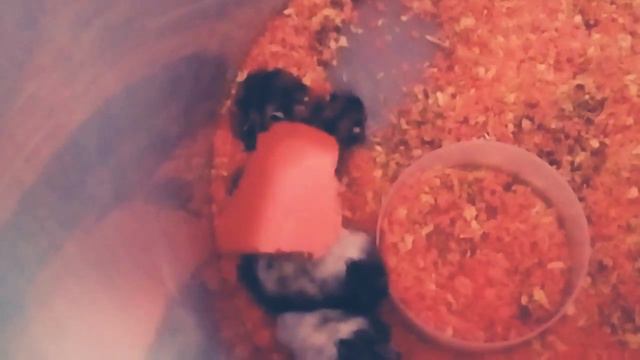 Борьба Хомяков:Кто сильнее? смотреть онлайн