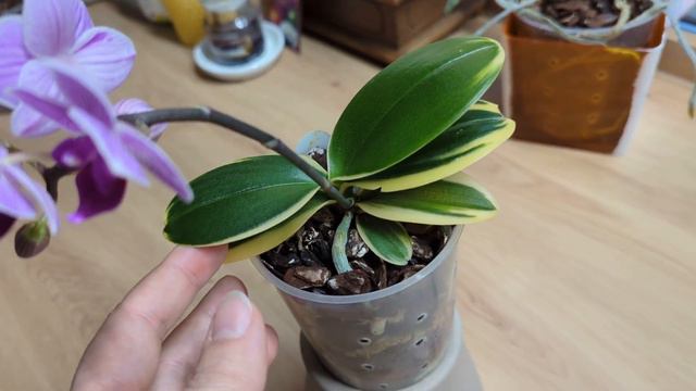 Phal. Sogo Vivien 'SOGO F858'