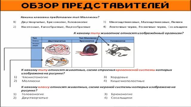 ОГЭ Биология. Моллюски. смотреть онлайн