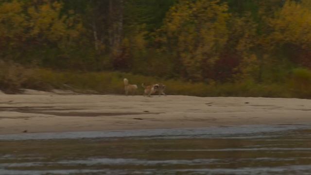 Уехали на осень в Тайгу , потеряли Дара , ДОБЫЛИ трофейного медведя .We went to Taiga for. смотреть онлайн