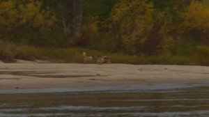 Уехали на осень в Тайгу , потеряли Дара , ДОБЫЛИ трофейного медведя .We went to Taiga for.