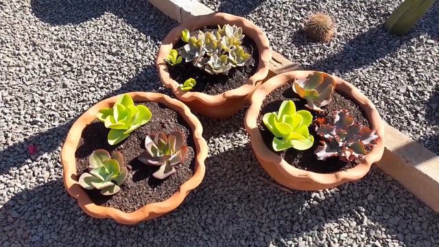 Plantamos nos vasos de barro...ficou lindo 🥰🥰🥰🥰 смотреть онлайн