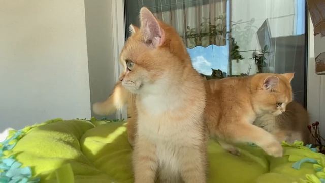 ? ЗОЛОТЫЕ КОШКИ❤️ЧЕРНОЕ ЗОЛОТО И ШОКОЛАДНОЕ ЗОЛОТО?GOLDENKITTENS? смотреть онлайн