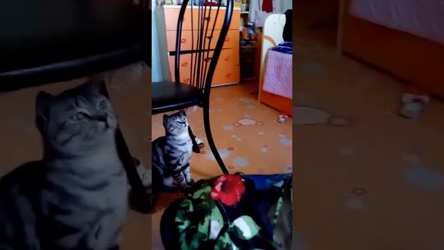 Обзор моего кота Барсика смотреть онлайн