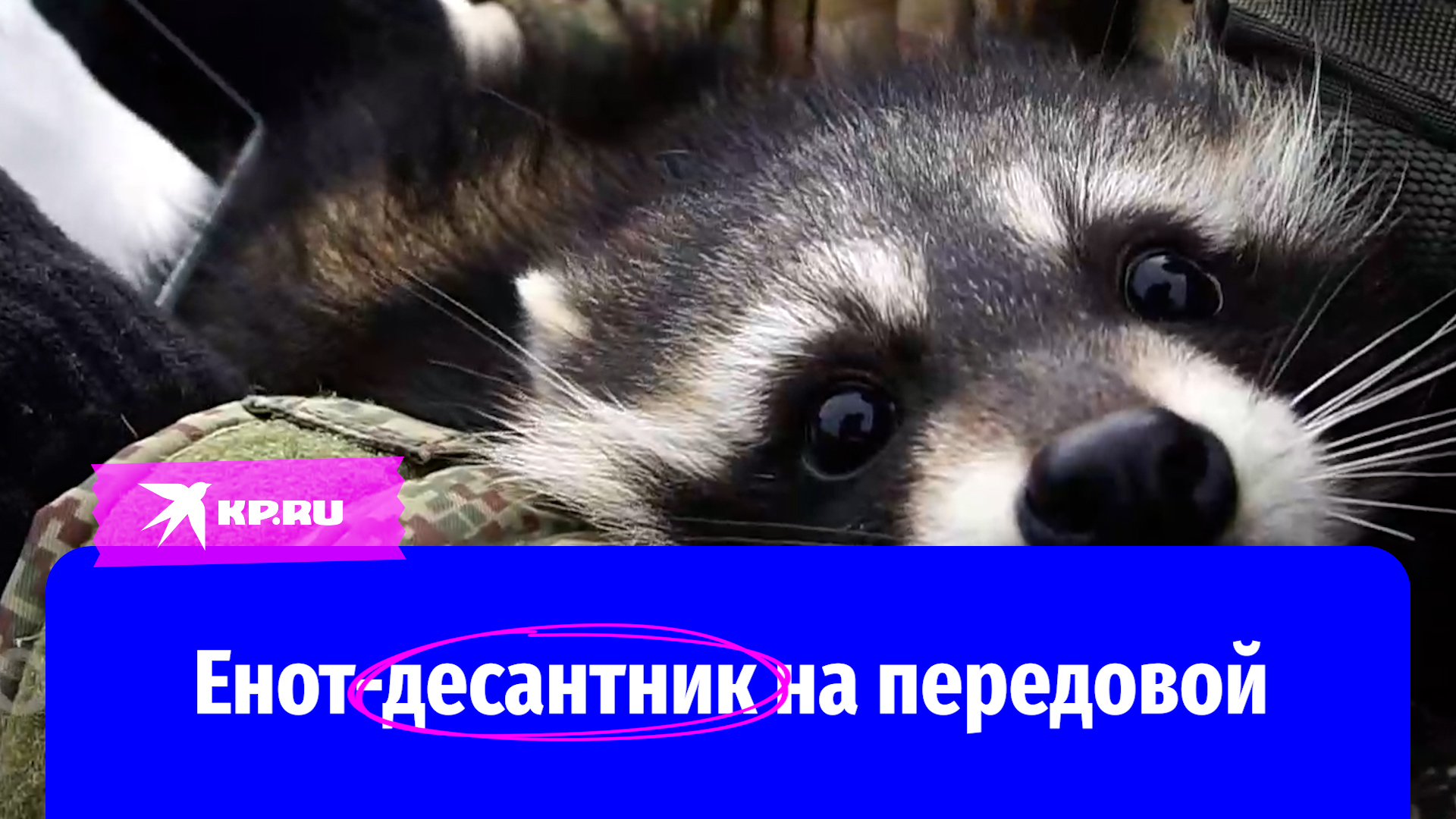 Енот «Херсон» с российскими военными на передовой смотреть онлайн