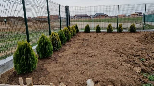 Plantare tuia aureea nana 💚💚💚 schimba aspectul unei curți смотреть онлайн