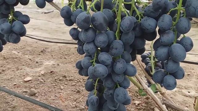 Сезон 2019. Видеообзор виноградника в моей теплице. Ультраранние и очень ранние сорта. Часть вторая смотреть онлайн