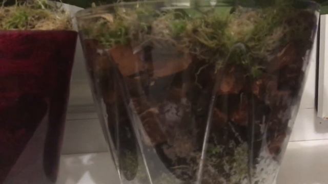 Орхидеи в живом мхе сфагнуме , закрытая система, смотреть онлайн