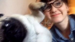 ЛУЧШИЕ ПРИКОЛЫ С МОПСАМИ | СМЕШНЫЕ МОПСЫ 2021