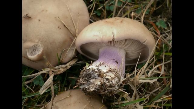 СОБИРАЙТЕ ГРИБЫ СИНЕНОЖКИ смотреть онлайн