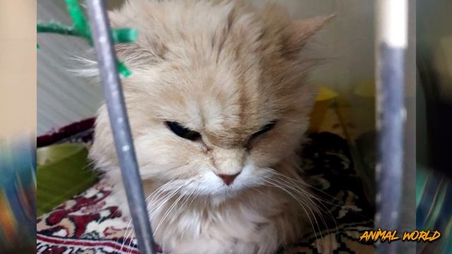 Эту кошку четыре года никто не брал из приюта! Посмотрите почему! смотреть онлайн