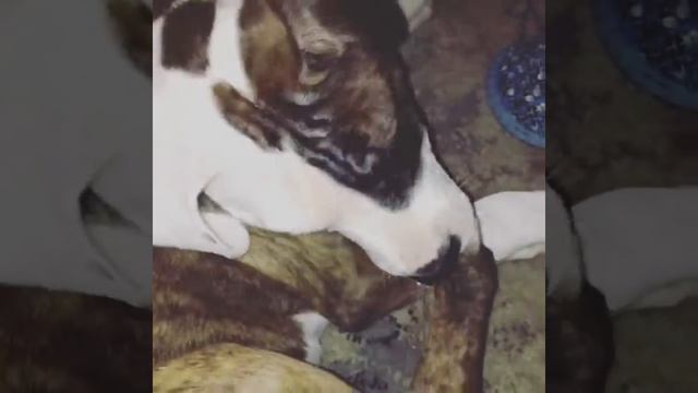 Питбуль закусывает ужин своей лапой смешные видео / собаки / смешные животные смотреть онлайн