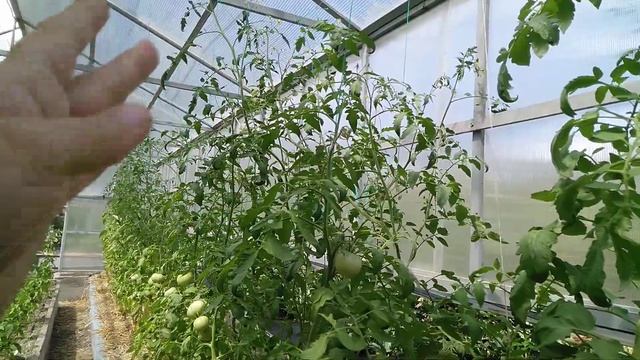 Теплица по Митлайдеру в жару.Доделали душ в предбаннике. смотреть онлайн