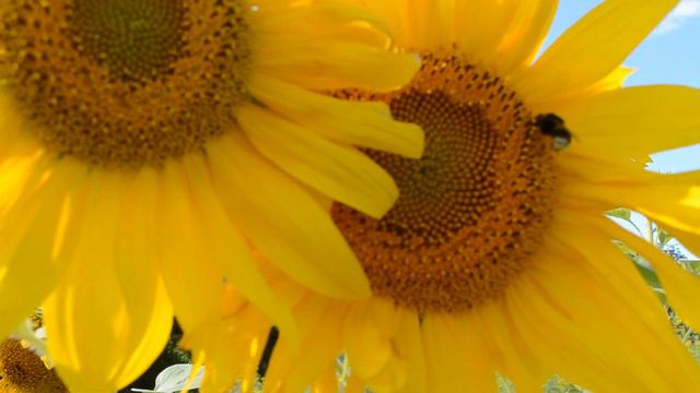 ФУТАЖ Шмель на подсолнухе смотреть онлайн