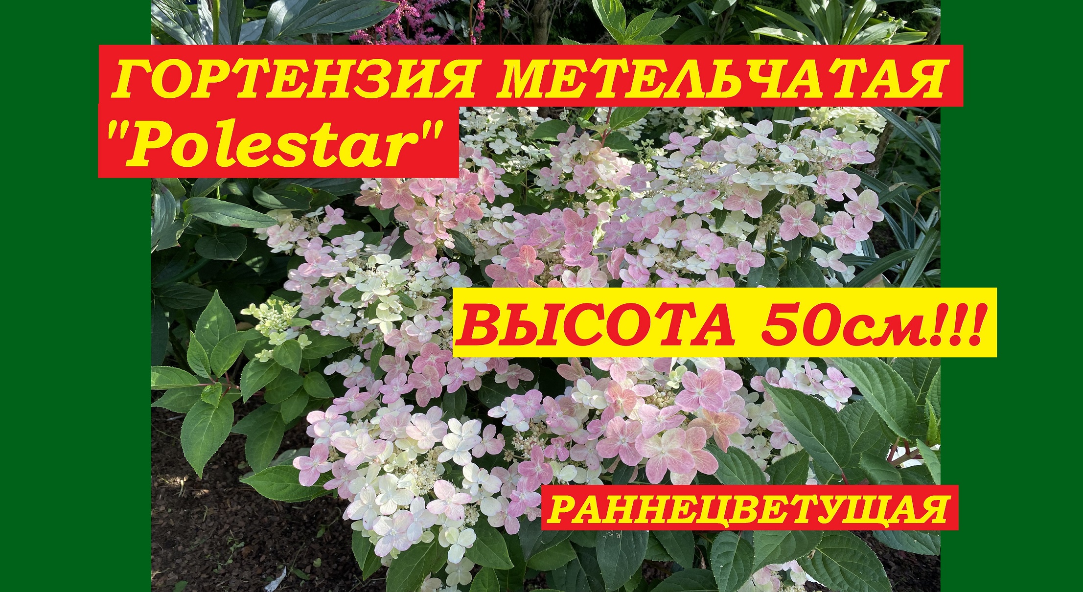 Гортензия метельчатая Поулстар / Свич Офелия Hydrangea paniculata Polestar / Switch Ophelia смотреть онлайн