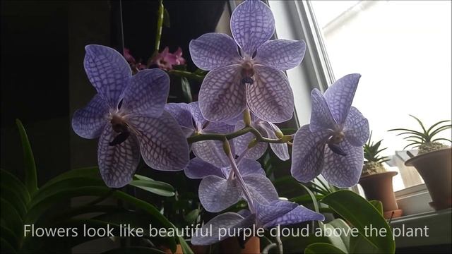 #GVOS2020 - Vanda Rothschildiana (V. coerulea x V. sanderiana) смотреть онлайн