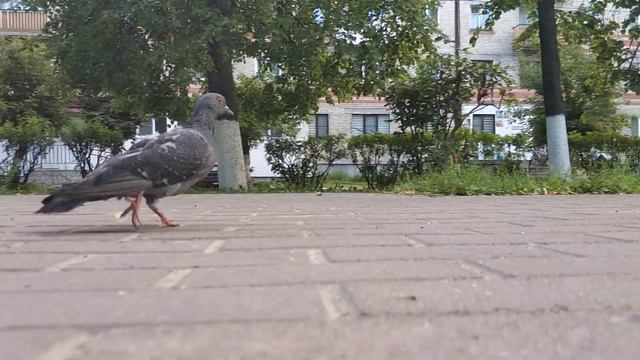 Тизер (пернатый лиственница, догонять!) смотреть онлайн