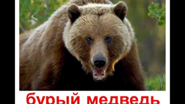 озвученные животные (кто как говорит))) Развивающие картинки. смотреть онлайн
