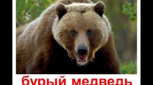 озвученные животные (кто как говорит))) Развивающие картинки.