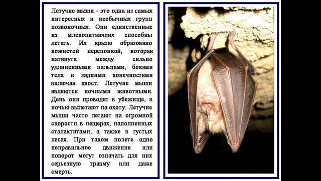 Миф: Слепота летучих мышей. смотреть онлайн