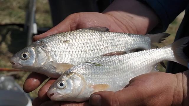 Какая речная рыба самая жирная и вкусная по мнению рыбаков?