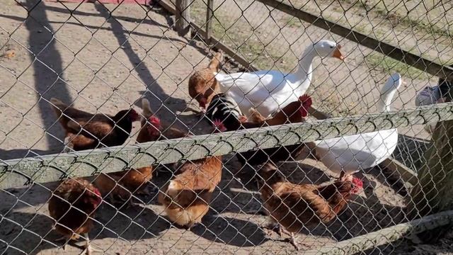 Достопримечательности Беларуси. Беловежская пуща. Прекрасное место для отдыха! смотреть онлайн