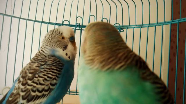 Маруся всё видео грызла мою руку и камеру пока Гоша говорит смотреть онлайн