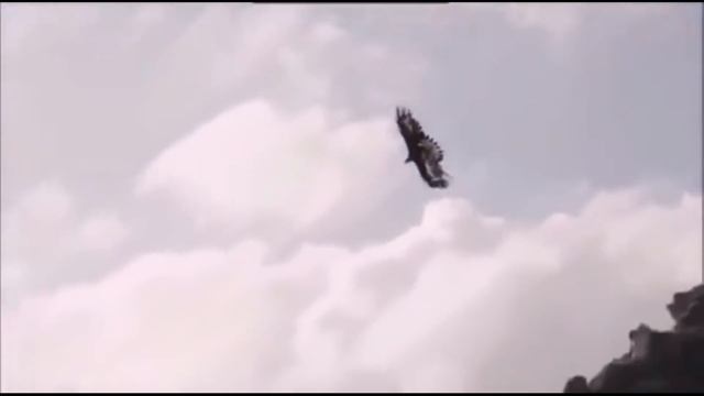 Жуткие нападения орла на людей и животных снятых на камеру 2 часть. Орел в деле. смотреть онлайн