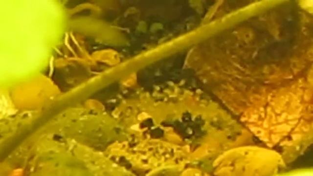 Соседство бирюзовых акар смотреть онлайн