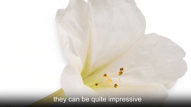 Chastity, Simplicity, Exquisiteness, Speculation--Four O'clock Flower