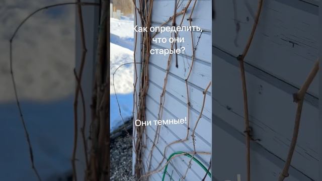 #Виноград девичий #Лиана #Санитарная обрезка #вьющиесяцветы #декоративныекустарники #обрезкасада смотреть онлайн