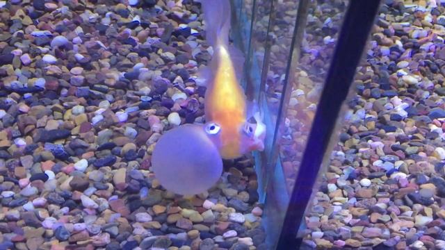 When a bubble eye pops! смотреть онлайн