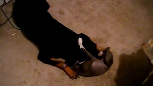 Rottweiler Vs Italian Greyhound