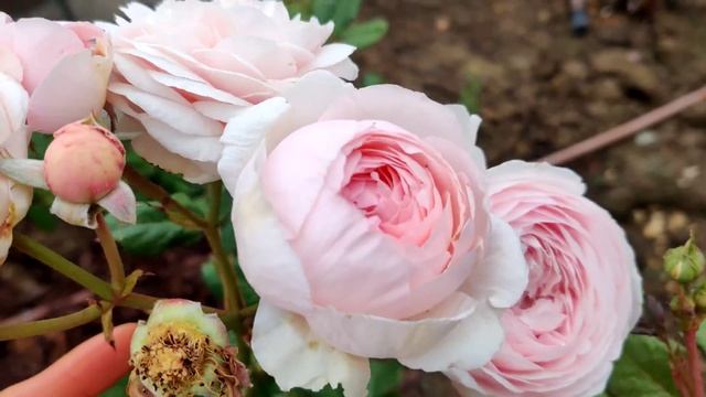 Geoff Hamilton - David Austin roses смотреть онлайн