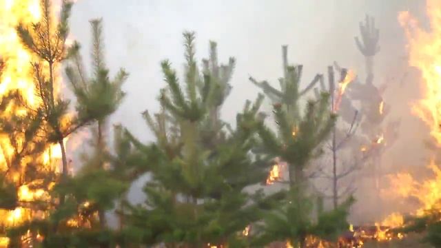 Лесной пожар в Самарской области Часть 2 смотреть онлайн