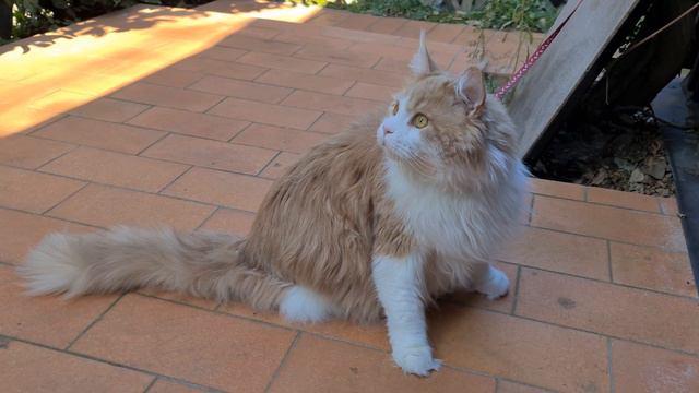 Gatto Maine coon - il gatto gigante. Bologna. Киця мейн-кун Рубі гуляє. neko, maine coon cat 4k смотреть онлайн
