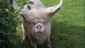 И.Тальков. Покажите мне такую страну...