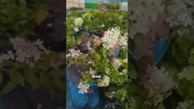 #garden #ландшафтныйдизайн #питомникрастений #nursery #flower #plant #hydrangea #гортензия смотреть онлайн