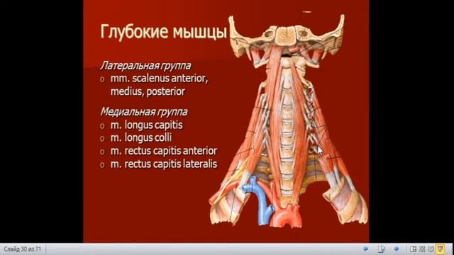 Анатомия мышц. Мышцы, фасции и топография головы и шеи.