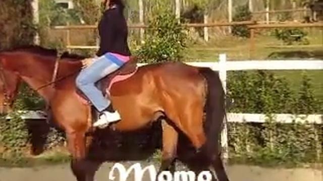 NEW Forbach stables смотреть онлайн