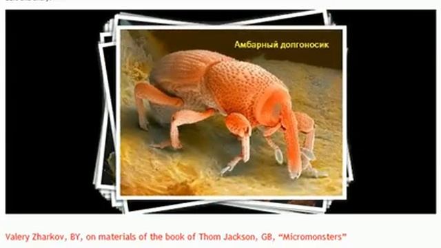Микромонстры живут рядом. Как с ними быть? смотреть онлайн