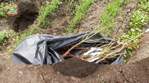 Ни в коем случае не пересаживайте поросли сливы, вишни, зизифуса в августе