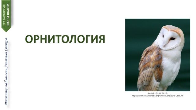 Биологические науки за 3 минуты смотреть онлайн
